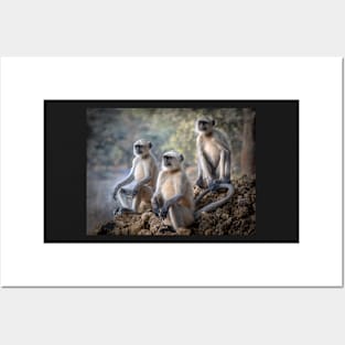 Three Gray Langur monkeys sitting Posters and Art